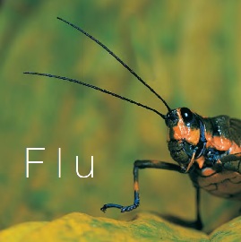 Прообраз Flu